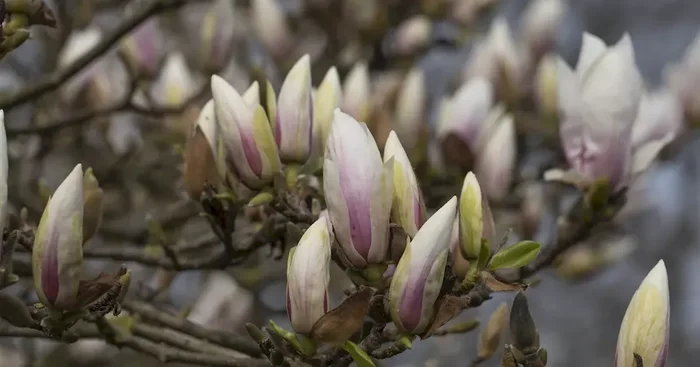 Magnolia soul. ‚Alba Superba‘