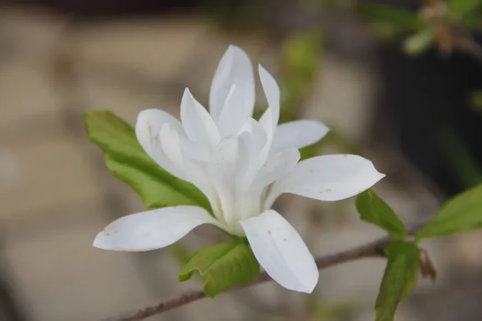 Magnolia stellata (Sternmagnolie)