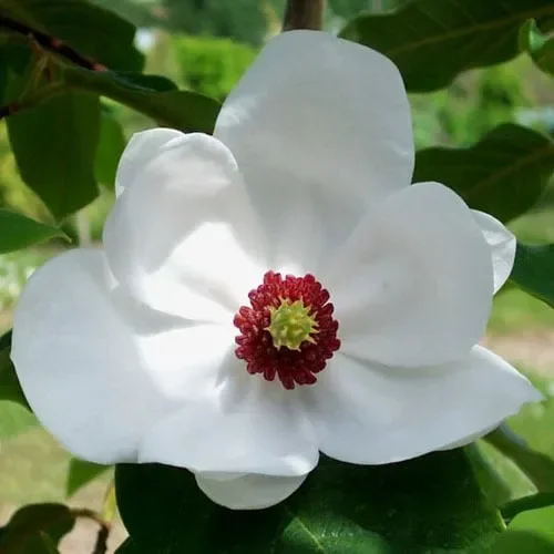 Magnolia Wilsonii