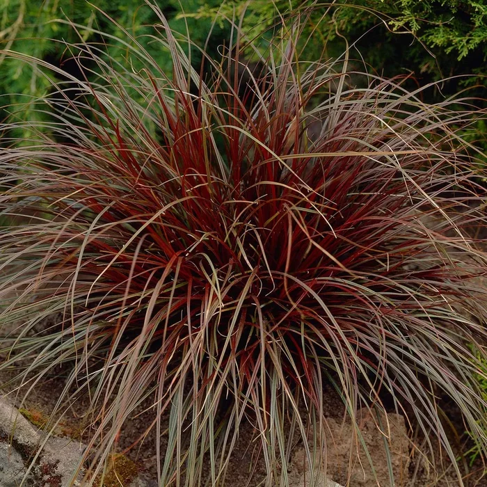 Mahonie ‚Rubra‘