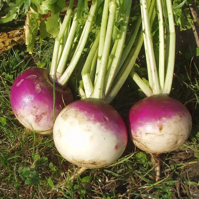 Mairübe Bio-Gemüse-Samen