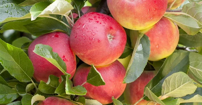 Malus ‚Elstar‘ CAC