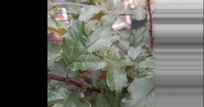Malus ‚Freija‘