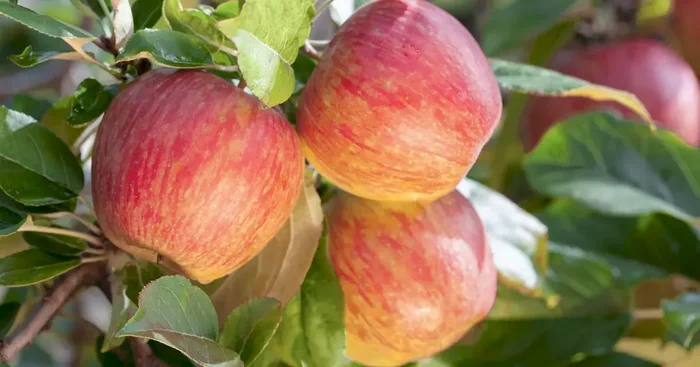 Malus ‚Gala‘