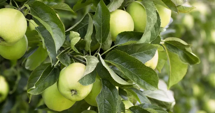 Apfelbaum ‚Golden Delicious‘
