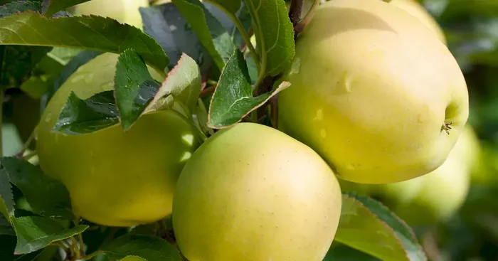 Malus ‚Golden Delicious‘