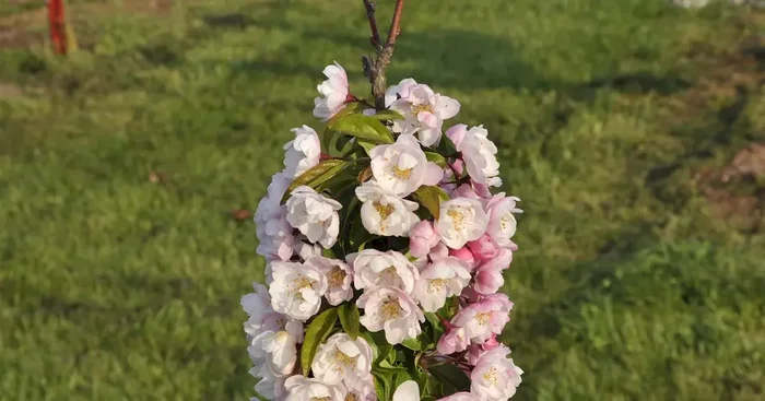Malus ‚Van Eseltine‘