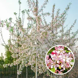 Malus Floribunda
