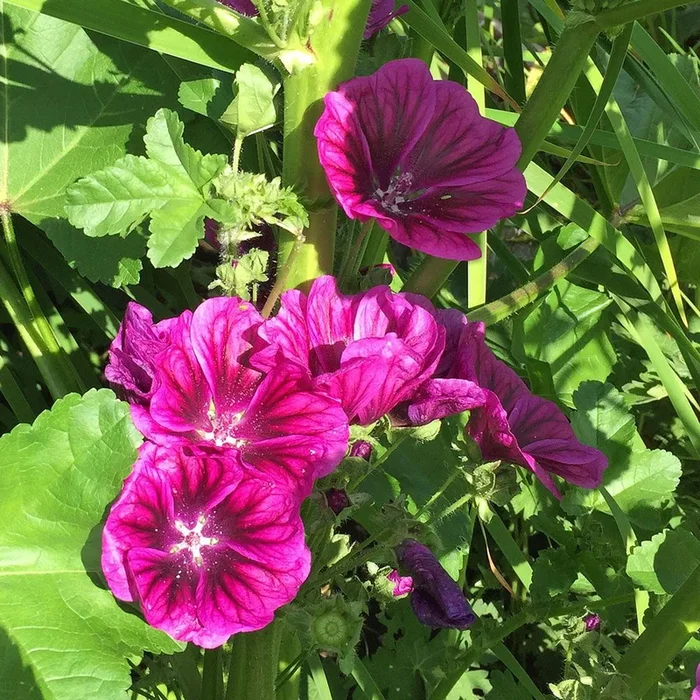 Malva sylvestris mauritiana