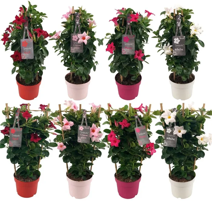 Mandevilla – Dipladenia – Exotische Kletter-Schönheit für Balkon oder Terrasse