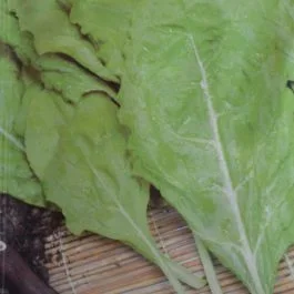 Mangold Lucullus