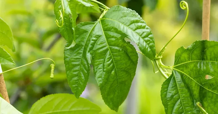 Maracuja pflanze