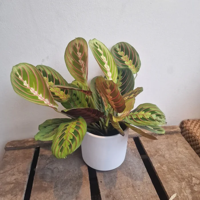 Maranta Fascinator ‚Prayer Plant‘
