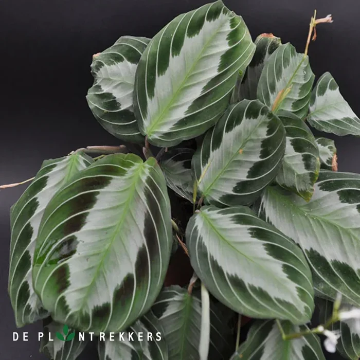 Maranta Leuconeura ‚Silver Band‘