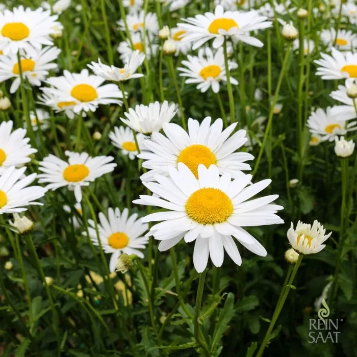 Margerite Frühling