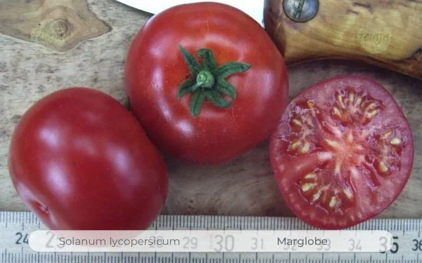 Marglobe · Tomaten · Samen