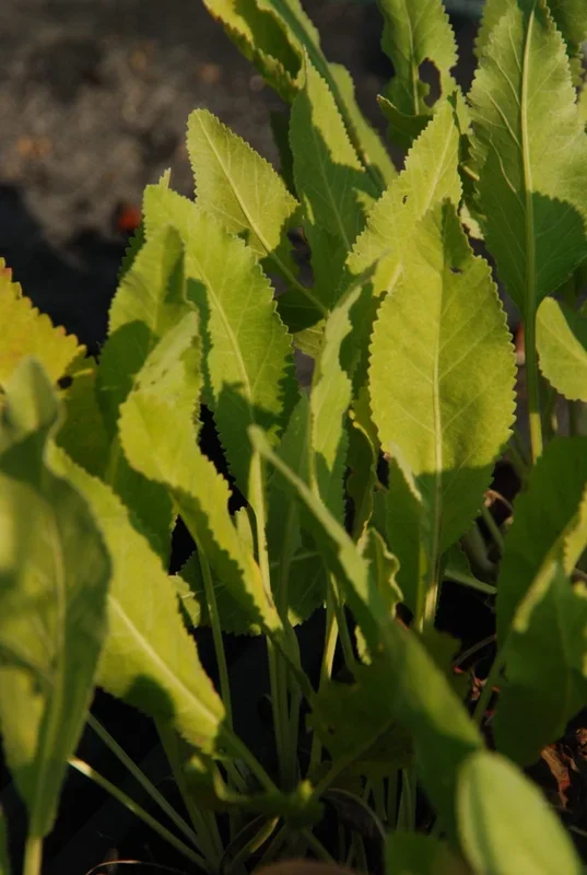 Marienblatt, Kampferkraut – Tanacetum balsamita