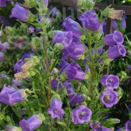 Marienglockenblume – Campanula medium