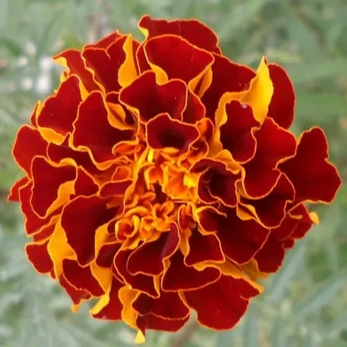 Marigold ‚Spanish Brocade‘