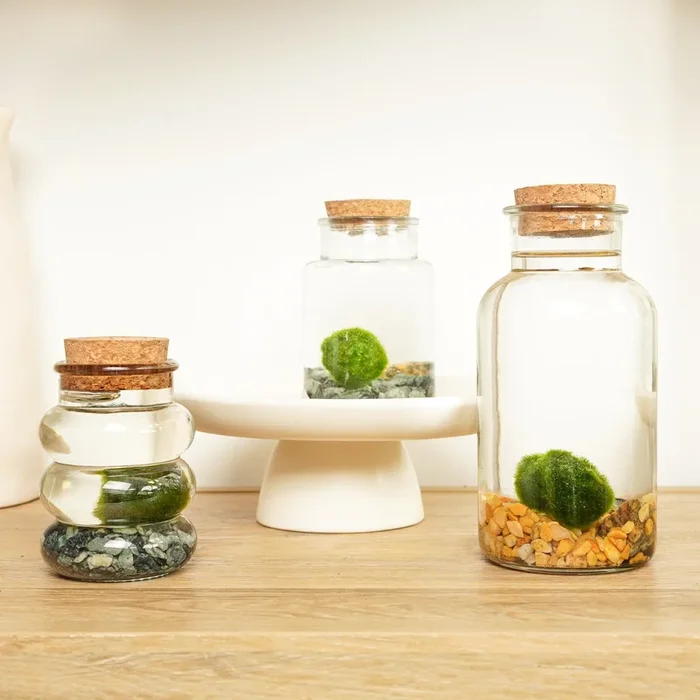 Marimo | Moss Ball | Rare Plant