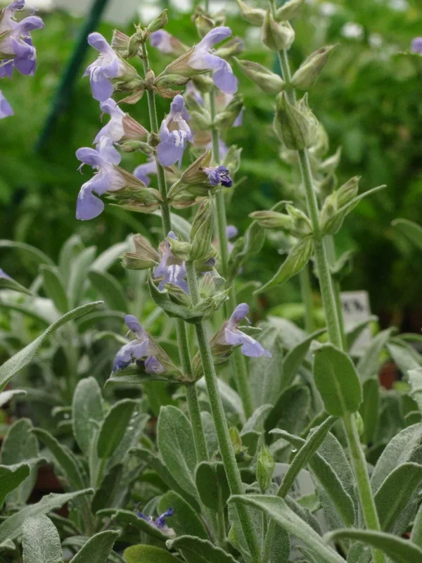 Marzipansalbei – Salvia off. ´Nazareth´