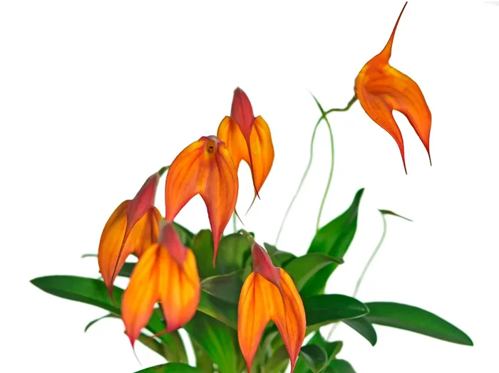 Masd. Falcata