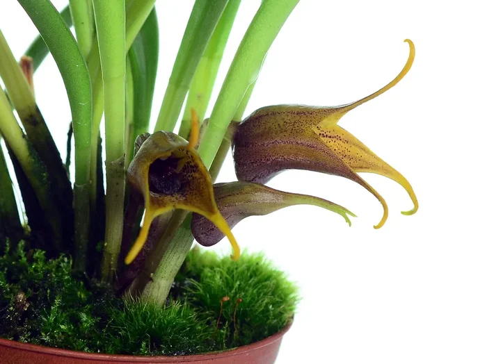 Masdevallia civilis