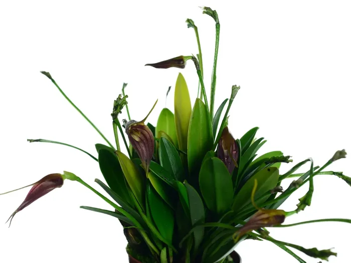 Masdevallia helgae
