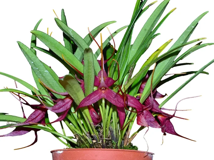 Masdevallia roseola