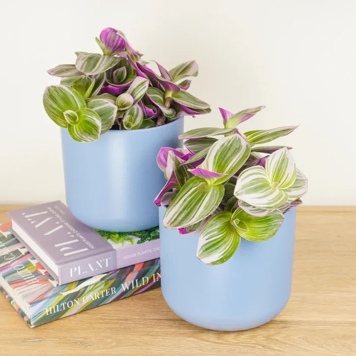 Matching Wandering Dude Nanouk | Plant Bundle
