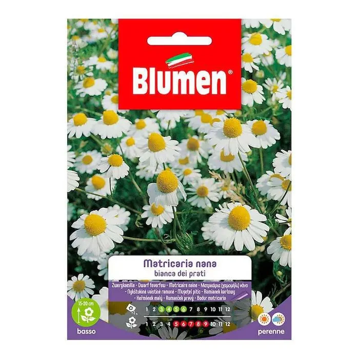 Matricaria White Dwarf Meadows Samen im Umschlag