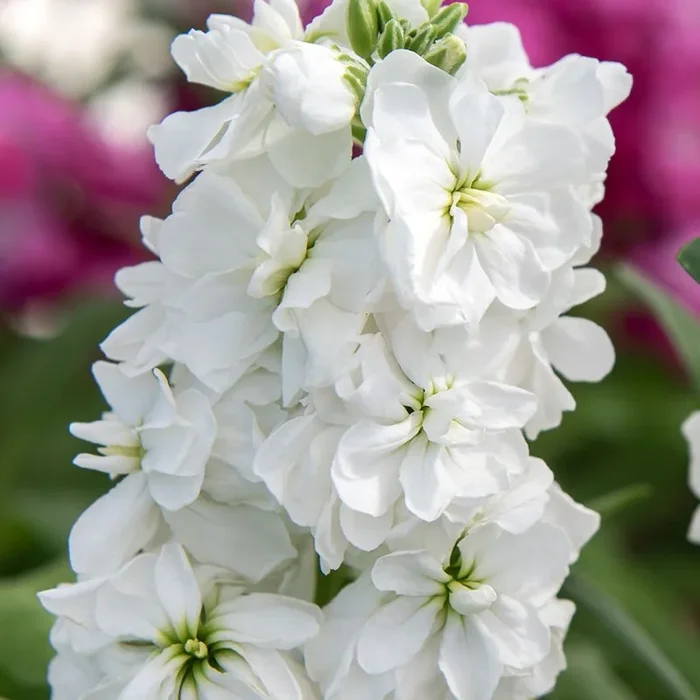 Matthiola incana var. annua