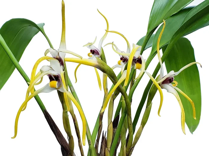 Maxillaria dillonii