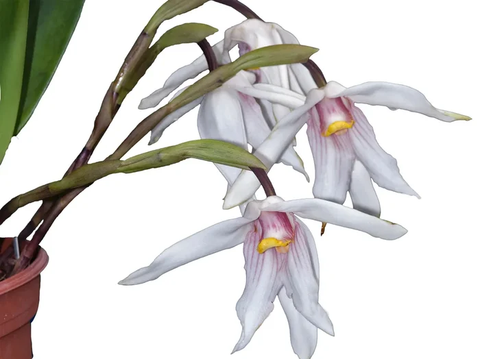 Maxillaria platypetala