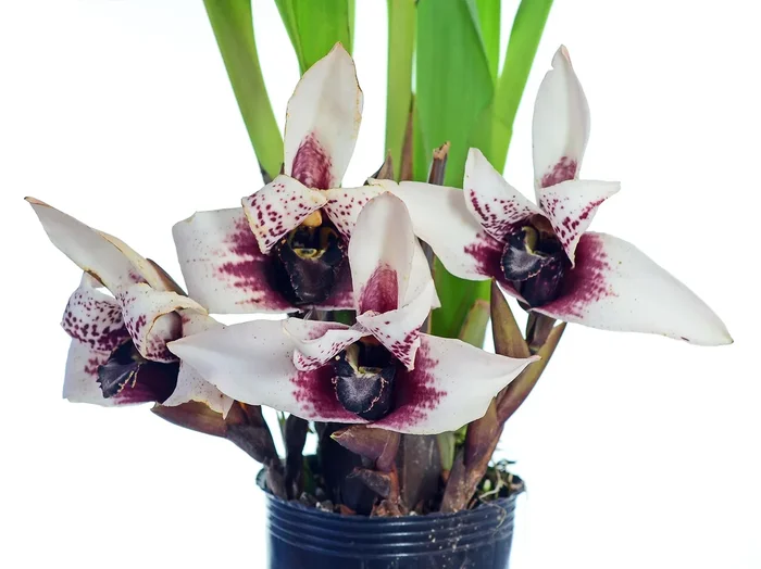 Maxillaria sanderiana black lip