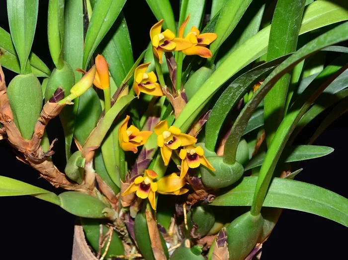 Maxillaria variabilis