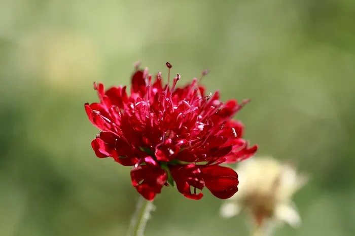 Mazedonische Witwenblume (Bio-Saatgut), Knautia macedonica