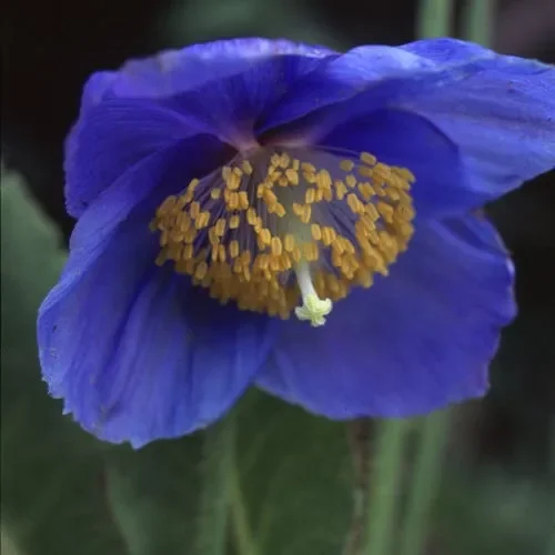 Meconopsis Grandis
