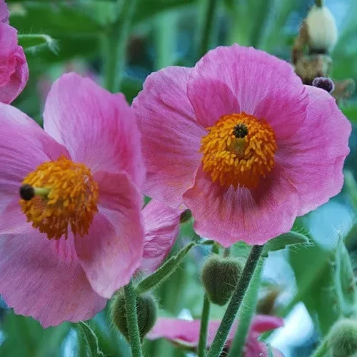 Meconopsis Napaulensis ‚Pinky‘