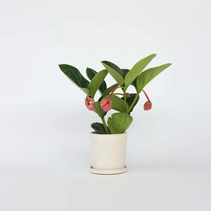 Medinilla Magnifica ‚Lambada‘