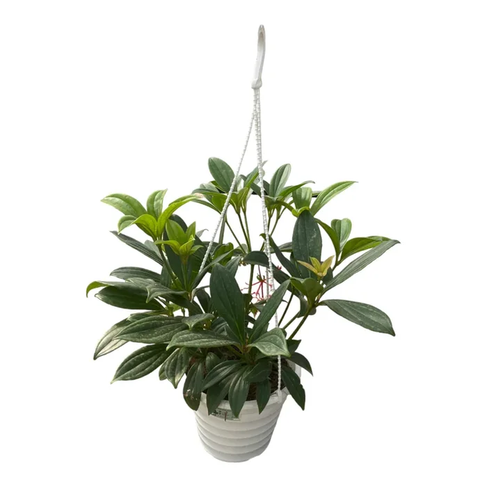 Medinilla magnifica, Rose Grape in Hanging Pot (0.35m)
