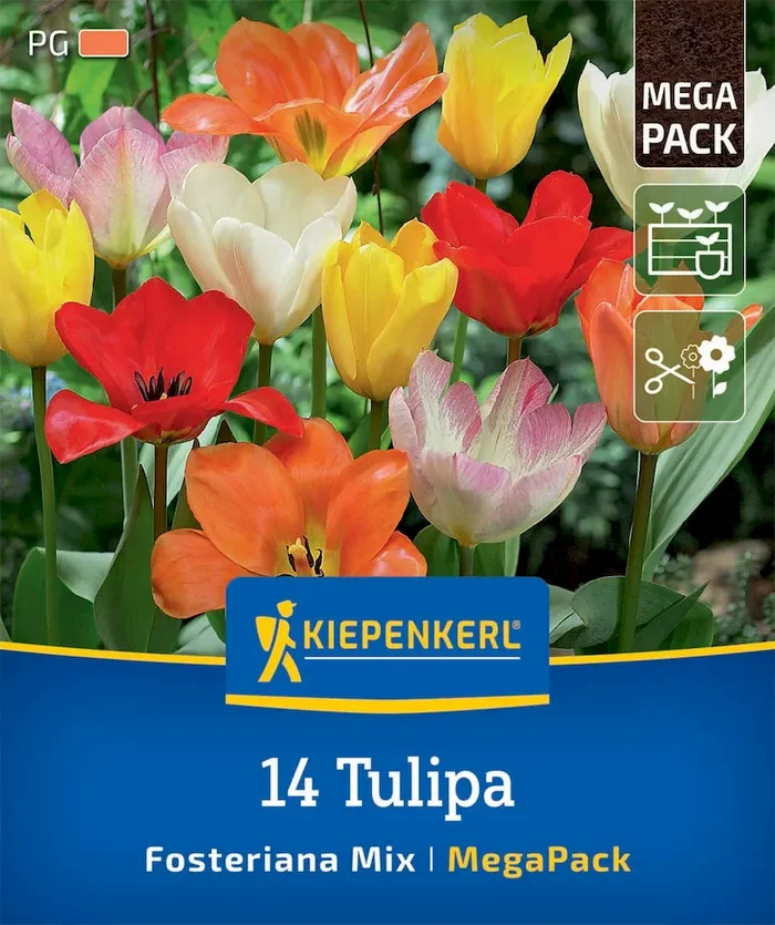 Mega-Pack Fosteriana-Tulpen Mischung