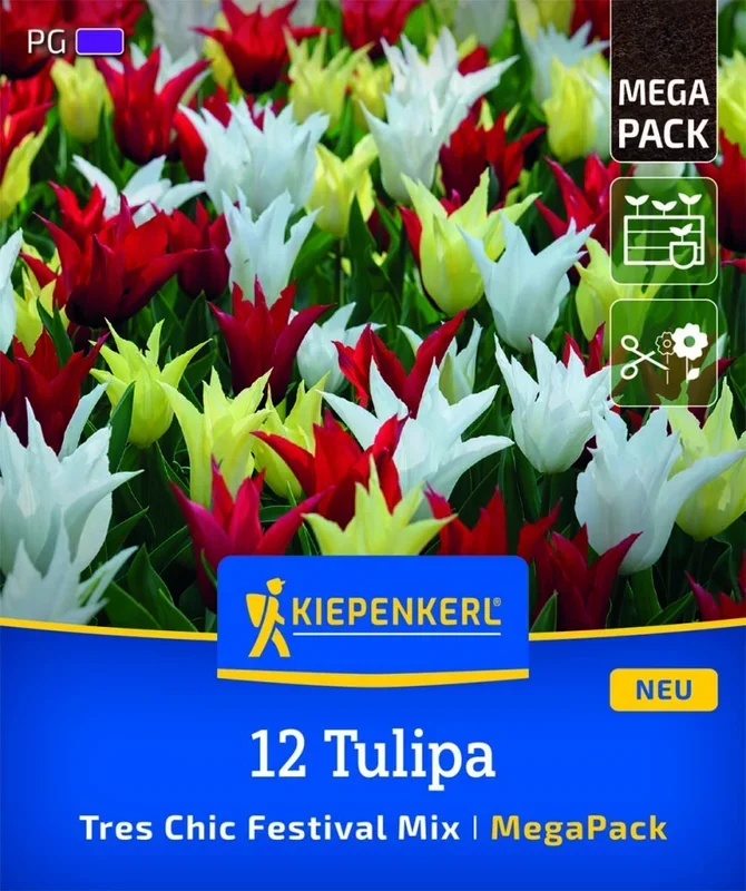 Mega-Pack Lilienblütige Tulpen Tres Chic Mix, 12 Stück, Herbstblumenzwiebeln Kiepenkerl