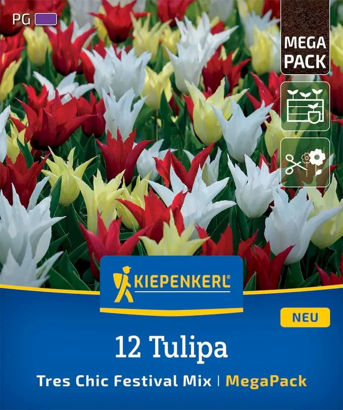 Mega-Pack Lilienblütige Tulpen Tres Chic Mix