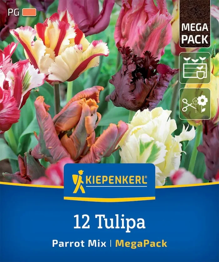 Mega-Pack Papageien-Tulpen Mischung