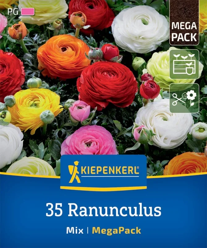 Mega-Pack Ranunkelmischung (35 Stück)