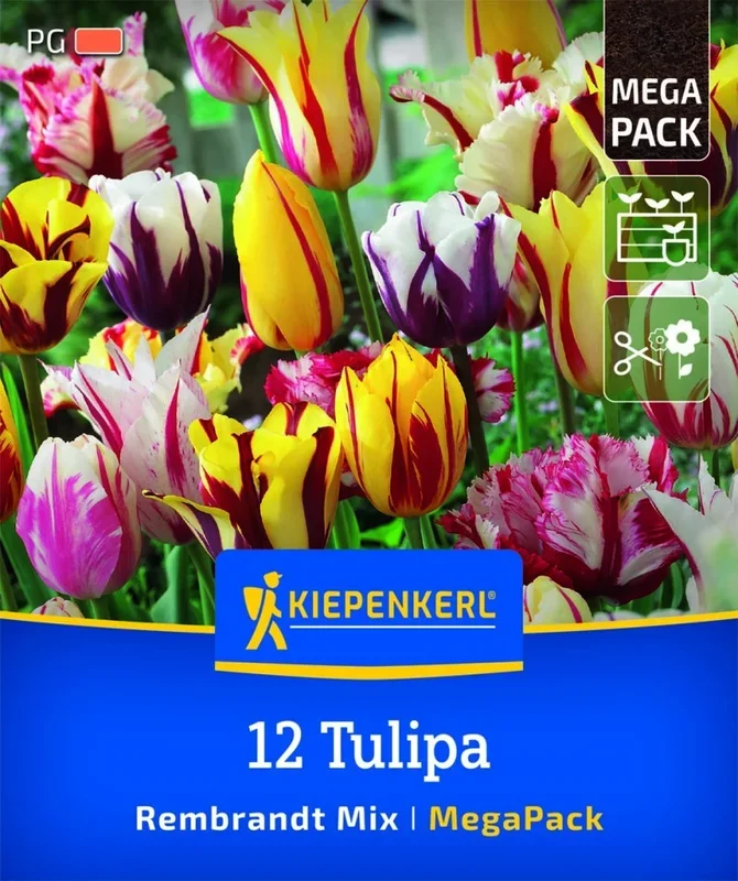 Mega-Pack Rembrandt-Tulpen Mischung, 12 Stück, Herbstblumenzwiebeln Kiepenkerl