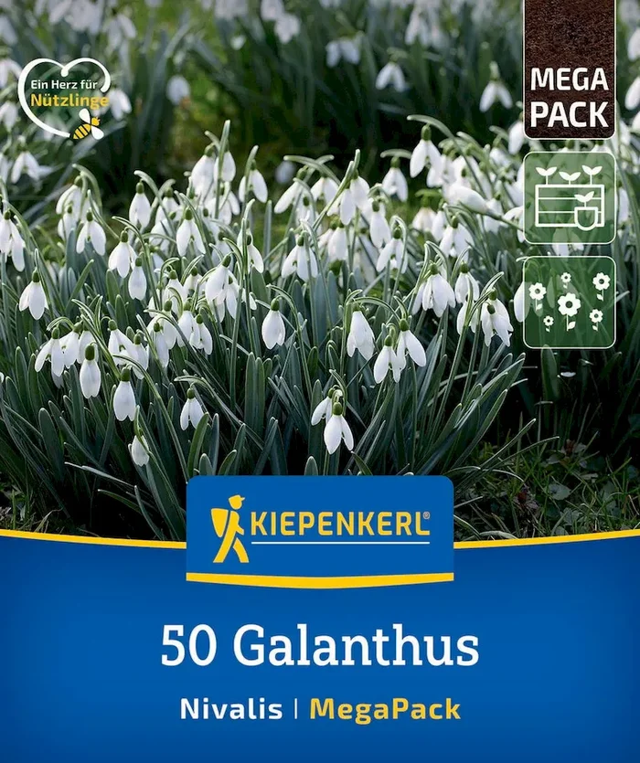Mega-Pack Schneeglöckchen Galanthus nivalis