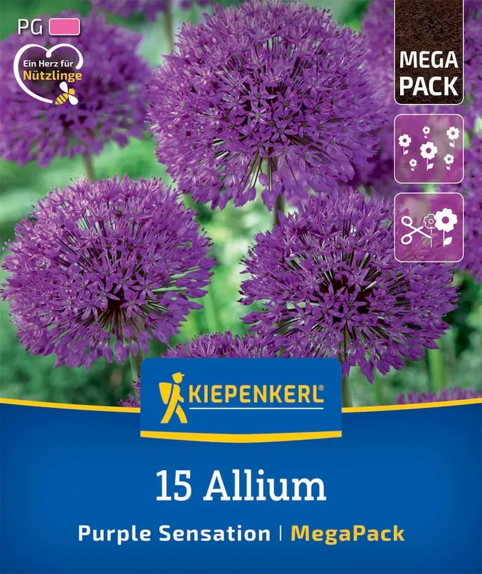 Mega-Pack Zierlauch Purple Sensation