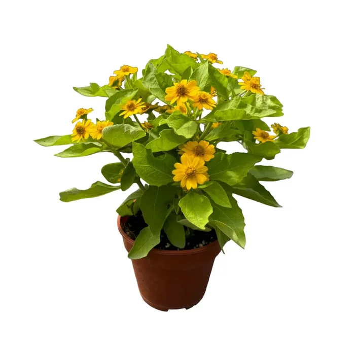 Melampodium divaricatum, Butter Daisy (0.3m)